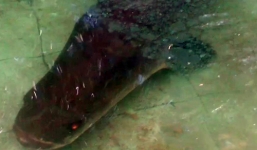 Cá hải tượng 'khủng' được giả trá hơn 200 triệu đồng không bán