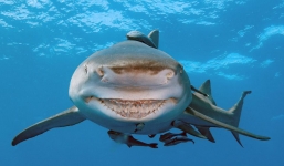 Cá mập cười khoe răng trước máy quay của du khách