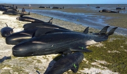 Hàng trăm xác cá voi có thể phát nổ ở bãi biển New Zealand