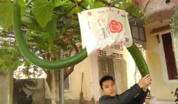Kỳ lạ quả bầu dài 2m, uốn lượn như con rắn ở Thanh Hóa