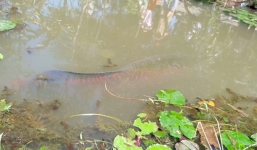 Phát hiện cá lạ nặng 100 kg, dài 2 m bơi trên kênh Tiền Giang