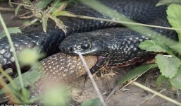 Rắn đen nuốt chửng rắn nâu sau trận kịch chiến