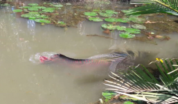 Video: Bắt được cá hải tượng dài 2m, nặng hơn 100 kg ở miền Tây