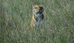 Video: Vây bắt hổ dữ ăn thịt 6 người