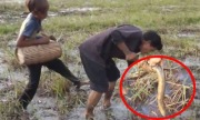 Video: Cao thủ dùng gậy sắt bắt hàng chục con lươn