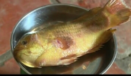 Bắt được cá rô 'khủng' vàng óng ở miền Tây
