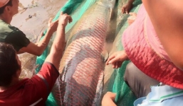 Cá hải tượng nặng hơn 100kg được trả giá 350 triệu đồng