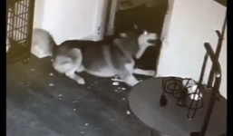 Chú chó thông minh phá lồng sắt, cứu bạn đào tẩu khỏi phòng khám thú y