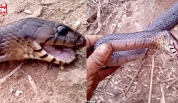 Rắn quằn quại giả chết để lừa mèo hoang