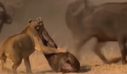 Sư tử hung hăng vồ nghé bị đàn trâu rừng quay lại tấn công