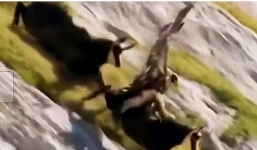 Săn dê quá lớn, đại bàng bị quăng quật trên vách núi