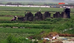 Phóng sự ANTV: Hành trình 'rau sạch' trồng trên mộ