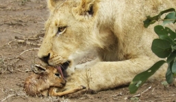 Clip sư tử vờn linh dương trước khi xơi tái con mồi