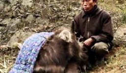 38 con trâu, bò ở Sa Pa chết rét