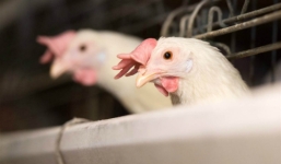 79 người chết vì cúm gia cầm H7N9 bùng phát ở Trung Quốc