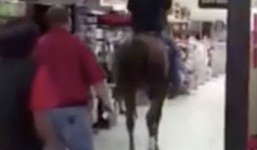 Clip màn phi ngựa vào siêu thị để mua sắm của người đàn ông Nam Phi