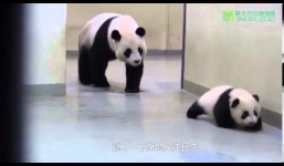 Hài hước cảnh gấu trúc mẹ vật lộn bắt con đi tắm hút 150.000 lượt xem