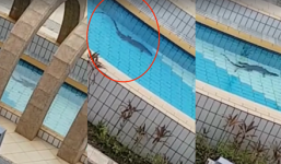 Phát hiện kì đà 1m bơi lội trong công viên nước ở Singapore