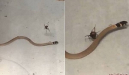 Rắn nâu kịch độc chết thảm dưới nọc nhện lưng đỏ