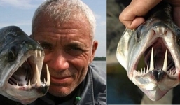 Những loài cá có hàm răng đáng sợ nhất