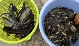 Video: 'Sát thủ' giật cá rô ở Sài Gòn