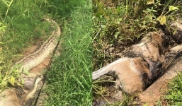 Trăn khổng lồ chết nghẹn vì không nuốt trôi con mồi