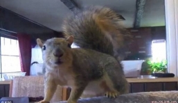 Clip sóc cảnh khiến trộm khiếp vía bỏ chạy ở Mỹ