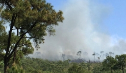 Cháy lớn ở rừng thông đặc dụng tại Quảng Ninh