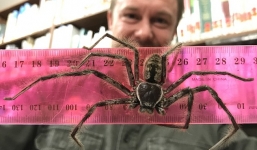 Phát hiện nhện thợ săn khổng lồ dài gần gang tay ở Australia
