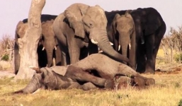 Đàn voi đứng cạnh bảo vệ xác đồng loại bị kiểm lâm bắn chết