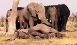 Clip đàn voi khóc thương không chịu rời xác bạn