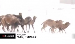 Hy hữu cảnh lạc đà vui đùa khi tuyết rơi ở Thổ Nhĩ Kỳ