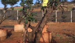 Trao thưởng 20 triệu cho người tìm ra cây hồng cổ Sapa bị mất trộm