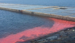 Dải nước màu đỏ ở biển Vũng Áng: Xác minh động cơ người tung video