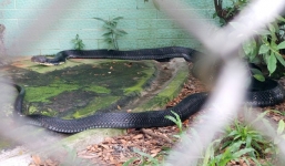 Bẫy được rắn hổ mang 'khủng' hơn 3m trong vườn nhà