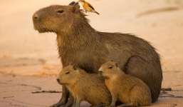 Clip cảnh chuột lớn nhất thế giới chơi đùa với chó