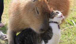 Kỳ lạ với giống chuột khổng lồ thích 'giao lưu' với các loài động vật ăn thịt