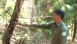 Nhân viên bảo vệ rừng tử vong bất thường khi đang tuần tra