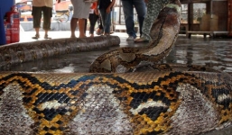 Trăn nặng 100 cân siết chết người