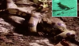Rắn khổng lồ nuốt chửng cá sấu sau cuộc chiến kịch tính