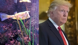 Con cá cảnh bất ngờ nổi tiếng vì quá giống Trump