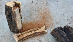 Giấu hàng chục cân cần sa trong gỗ củi