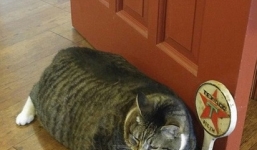 Chú mèo béo phì núng nính đáng yêu nhất thế giới