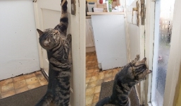 Chú mèo có kỹ năng mở cửa tài tình để chuồn đi chơi