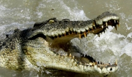 Sập bẫy, cá sấu cùng quẫn xơi tái chó nhà