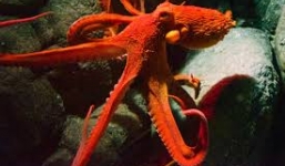 Video: Cái kết thảm cho cuộc săn mồi của bạch tuộc đỏ