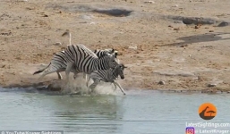 Cảm động ngựa vằn bảo vệ con khi bị dìm xuống nước