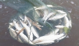 Nước đổi màu đen, cá lại chết hàng loạt dọc bờ sông Âm, Thanh Hóa