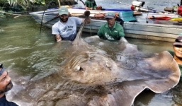 Bắt được cá đuối “khổng lồ” dài 2m, nặng 240kg