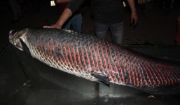 Nhà hàng Hà Nội chi 60 triệu mua cá hải tượng nặng 80kg